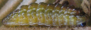 Theclinesthes onycha capricornia - Final Larvae